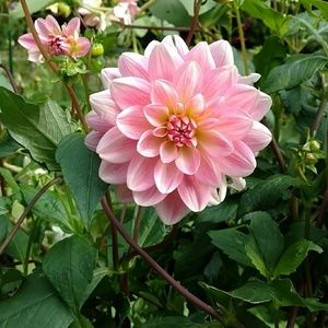 Meet your Posher, Kelly